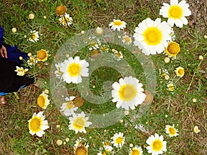 Glebionis coronaria, formerly calledÂ Chrysanthemum coronarium, is a species of flowering plant in theÂ daisy family.